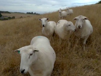 Wiltipoll Rams and Ewes - Stud and Commercial Stock