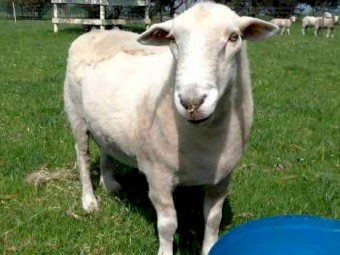 Wiltipoll Rams and Ewes - Stud and Commercial Stock