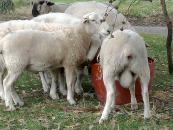 Wiltipoll Rams and Ewes - Stud and Commercial Stock