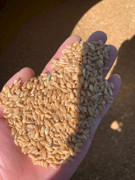 30mt ASW1 Wheat
