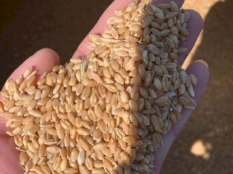 30mt ASW1 Wheat