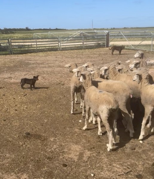 Red female kelpie pup for sale