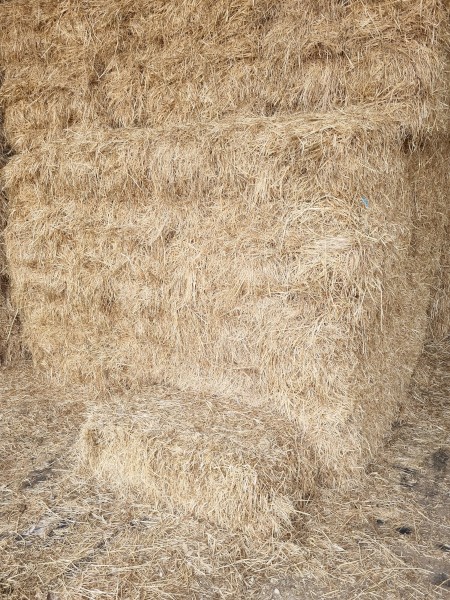 Rye and Clover Grass Hay with 20% Lucerne Small Squares in packs of 14
