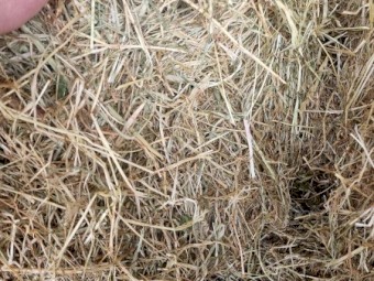 Rye and Clover Grass Hay with 20% Lucerne Small Squares in packs of 14