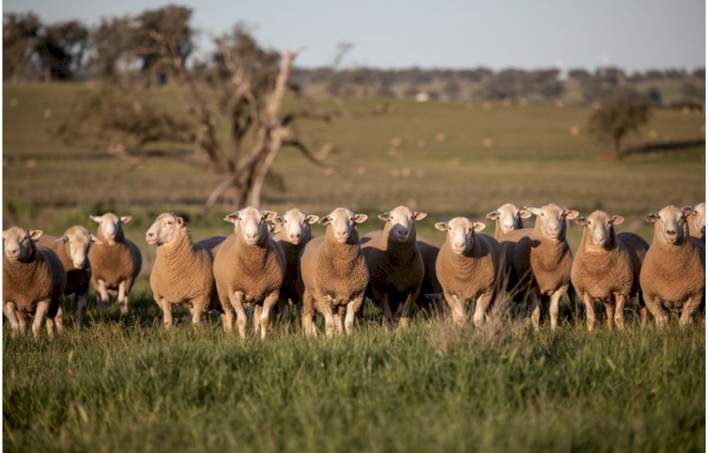 White Suffolk flock rams