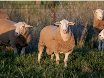White Suffolk flock rams