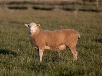 White Suffolk flock rams