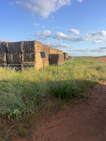Cheap Millet hay for sale 
