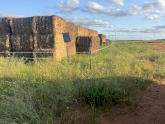 Cheap Millet hay for sale 