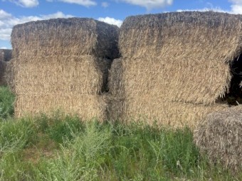 Cheap Millet hay for sale 
