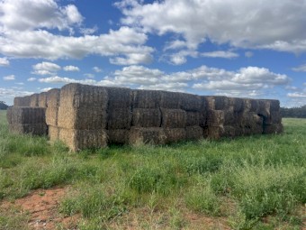 Cheap Millet hay for sale 