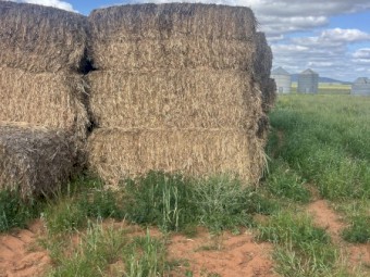 Cheap Millet hay for sale 