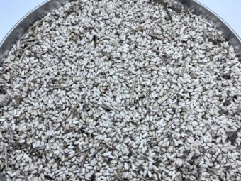 Safflower