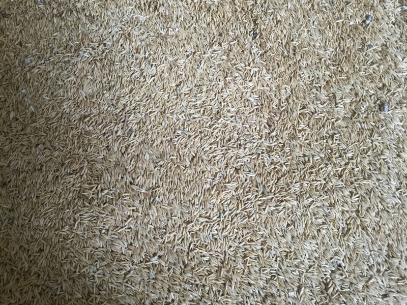 100mt Coolabah Oats