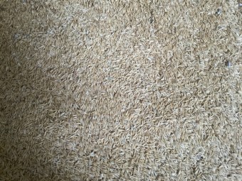 100mt Coolabah Oats
