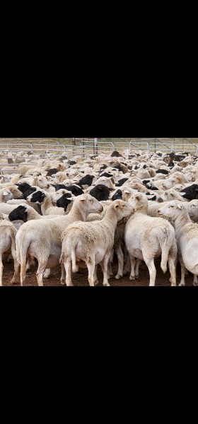 550 x Dorper Ewes Scanned in Lamb