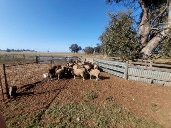 25 Dorper x lambs
