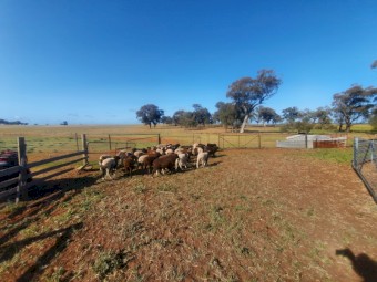 25 Dorper x lambs