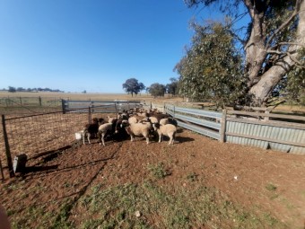 25 Dorper x lambs