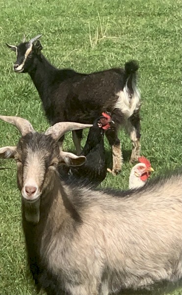 Goats for Sale