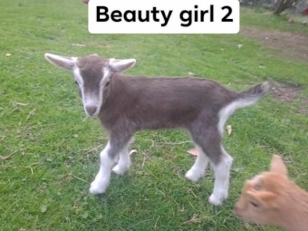 Gorgeous friendly dairy goats, adults and kids, Toggenburg, Nigerian 