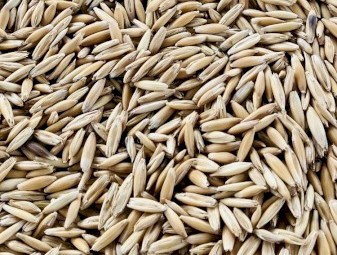 Yarran seed oats (graded)