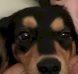 Rehome