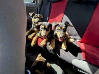 Price drop! Kelpie pups for sale (purebred)
