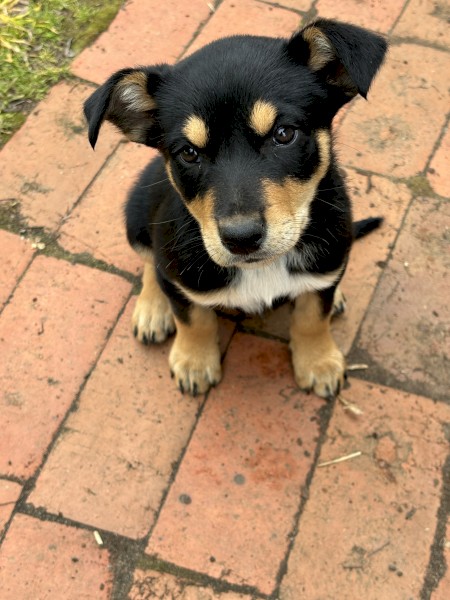 Purebred male kelpie (black & tan) - available now