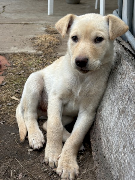 Purebred male kelpie (cream) - available now