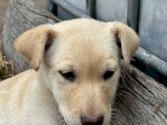 Purebred male kelpie (cream) - available now