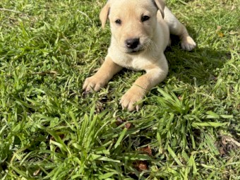 Purebred male kelpie (cream) - available now