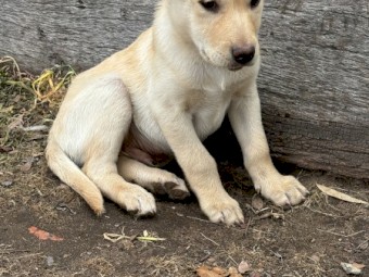 Purebred male kelpie (cream) - available now