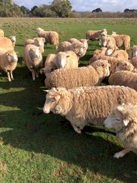 Crossbreed Sheep