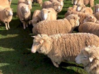 Crossbreed Sheep
