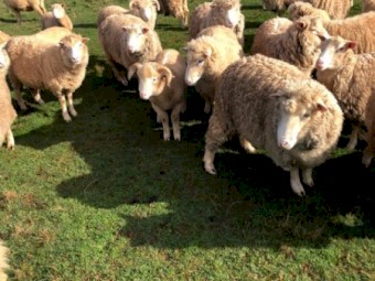 Crossbreed Sheep