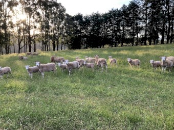  Dorpa/Wiltshire Lambs and Ewes
