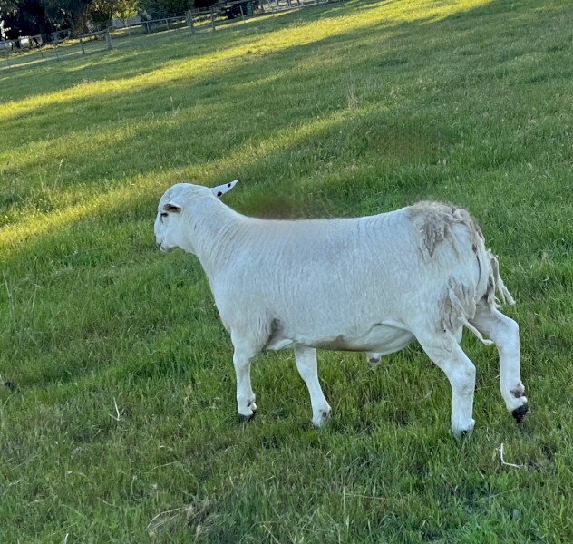 Aussie white blue tagged Flock Rams