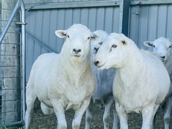 Aussie white blue tagged Flock Rams