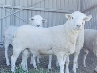Aussie white blue tagged Flock Rams