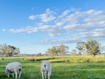 Aussie white blue tagged Flock Rams