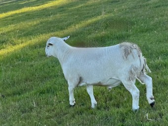 Aussie white blue tagged Flock Rams