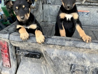 Kelpie bitch pups 