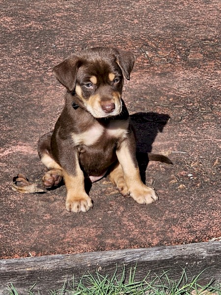 Pure-bred Red and Tan Kelpie Puppies 