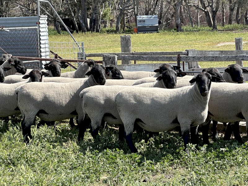 Suffolk Flock Rams