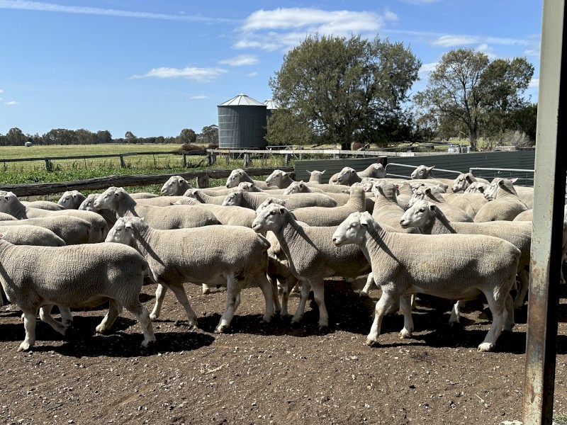White Suffolk Flock Rams