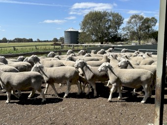 White Suffolk Flock Rams