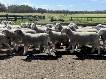 White Suffolk Flock Rams