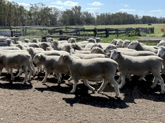 White Suffolk Flock Rams