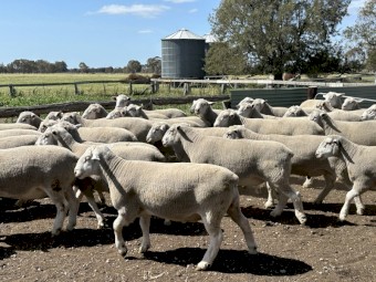 White Suffolk Flock Rams